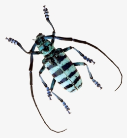 Beetle Png Image - Tiger Beetle Transparent Background, Png Download, Transparent PNG
