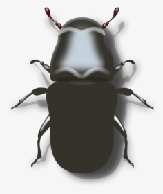Transparent Insects Clipart - Pine Beetle Clipart, HD Png Download, Transparent PNG