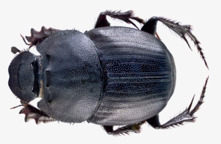 Dung Beetle Png File - Malaysian Dung Beetle, Transparent Png, Transparent PNG