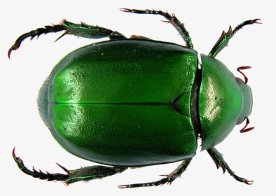 Dung Beetle Flower Chafer Scarab Ancient Egypt - Scarab Beetle Png, Transparent Png, Transparent PNG