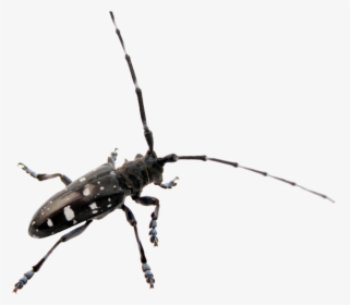 Beetle Png Transparent Images - Asian Long Long Beetle, Png Download, Transparent PNG