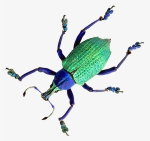 Beetle Png Transparent Image - Weevil, Png Download, Transparent PNG