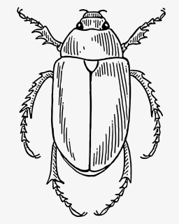Beetle Clip Arts - Beetle Line Art, HD Png Download, Transparent PNG
