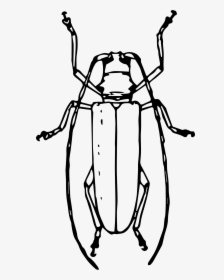 Longhorned Beetle Clip Arts - Emerald Ash Borer Clipart, HD Png Download, Transparent PNG