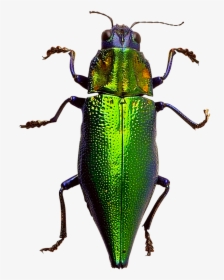 Beetle Png Insects Image Transparent Background - Beetle Insect Transparent Background, Png Download, Transparent PNG
