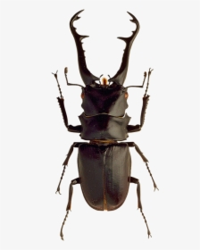 Transparent Insect Png - Beetle Insects, Png Download, Transparent PNG