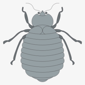 Gray Beetle Svg Clip Arts - Gray Beetle Clipart, HD Png Download, Transparent PNG