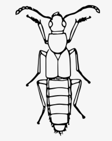 Rove Beetle Clip Arts - Bugs Line Drawing, HD Png Download, Transparent PNG