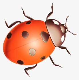 Ladybird Beetle Clip Art Pest Snout - Ladybug, HD Png Download, Transparent PNG