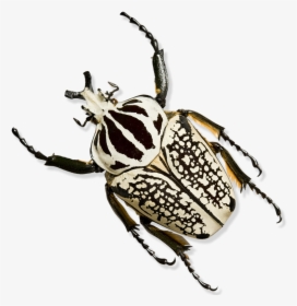 Beetle Transparent Black Australian - Order Hemiptera, HD Png Download, Transparent PNG