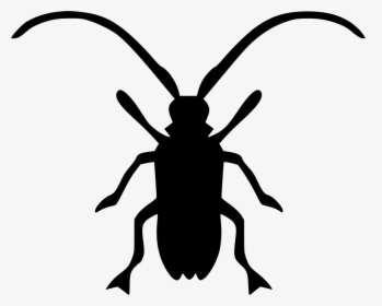 Asian Longhorned Beetle Beatle - Asian Longhorned Beetle Png, Transparent Png, Transparent PNG