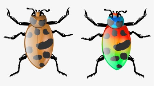 Beetle, Insect, Bug, Animal, Nature, Wildlife, Fly - Download, HD Png Download, Transparent PNG
