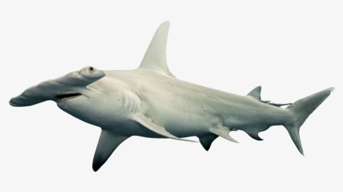 Shark Png Free Download - Hammerhead Shark White Background, Transparent Png, Transparent PNG