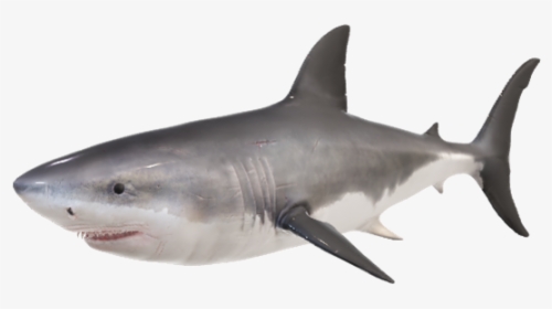 Great White Shark, HD Png Download, Transparent PNG