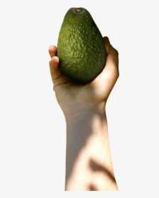Avocado With Hand Png, Transparent Png, Transparent PNG