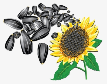 Free Png Download Sunflower Seeds Clipart Png Photo - Transparent Background Sunflower Seed Clipart, Png Download, Transparent PNG