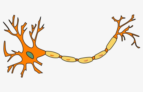 Neuron, Nerve Cell, Axon, Dendrite, Cell, Biology - Neuron Clip Art, HD Png Download, Transparent PNG