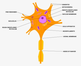 Neuron Or Nerve Cell - Nervous Tissue Diagram Png, Transparent Png, Transparent PNG