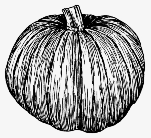 Collection Of Free Pumpkin Drawing White Download On - Black And White Pumpkin Drawing, HD Png Download, Transparent PNG