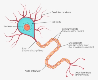 Human Brain Neuron Diagram, HD Png Download, Transparent PNG