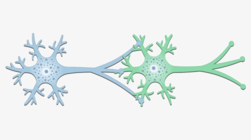 An Image Of A Synapse Between 2 Neurons Showing The - Neuron Png, Transparent Png, Transparent PNG