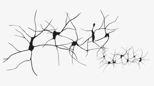 Branch,line And White,organism,plant Plant - Neurons Png, Transparent Png, Transparent PNG