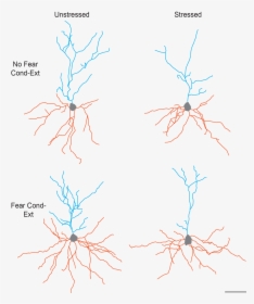 This Figure Illustrates The Separate And Combined Effects - Neuron Morphology, HD Png Download, Transparent PNG