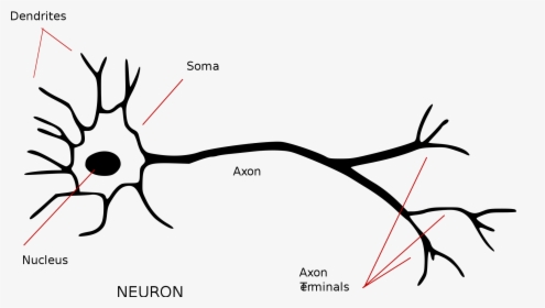 Annotated Neuron, HD Png Download, Transparent PNG