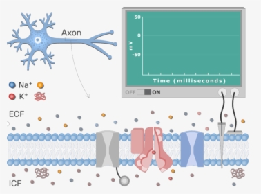 An Image Showing The Neuron Action Potential Sequence - Neuron At Resting Potential, HD Png Download, Transparent PNG