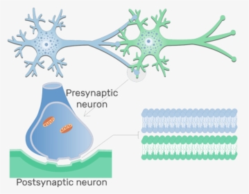An Image Showing Electrical Synapse Between 2 Neurons - Neuron Png, Transparent Png, Transparent PNG