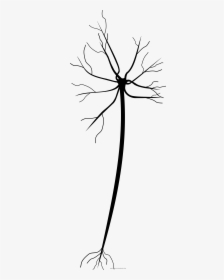 Neuron Coloring Page, HD Png Download, Transparent PNG