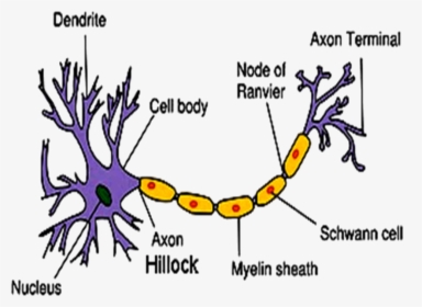 Image Of Structure Of Neuron - Part Of A Neuron Contains The Nucleus, HD Png Download, Transparent PNG