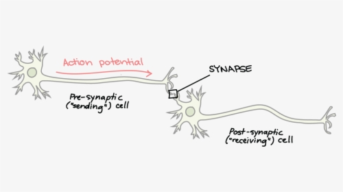 Cell Clipart Sensory Neuron - Synapse On A Neuron, HD Png Download, Transparent PNG