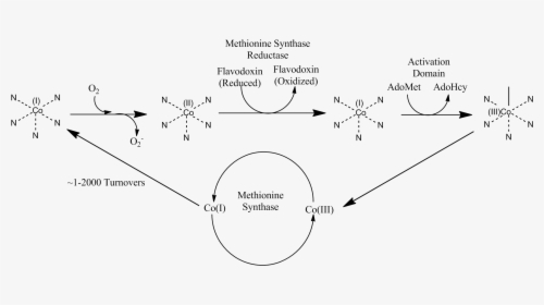 Methionine Synthase Reductase Pathway - Nitrous Oxide Methionine Synthase, HD Png Download, Transparent PNG