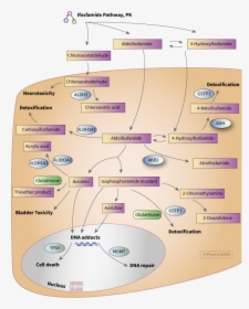 Cyclophosphamide Mechanism Of Action In Breast Cancer, HD Png Download, Transparent PNG