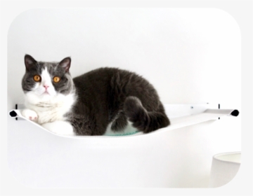 Catipilla Hammock Modern Cat Bed - British Shorthair, HD Png Download, Transparent PNG