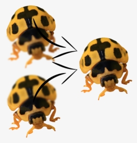 Focus Stack Illustration - Ladybug, HD Png Download, Transparent PNG