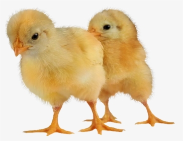 Baby Chickens Png Images For Create Picture - Transparent Baby Chick Png, Png Download, Transparent PNG