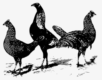 Three Chicken Clipart Black And White, HD Png Download, Transparent PNG