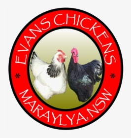 Evans Chickens Photos Backyard Chickens For Sale Sydney - Rooster, HD Png Download, Transparent PNG