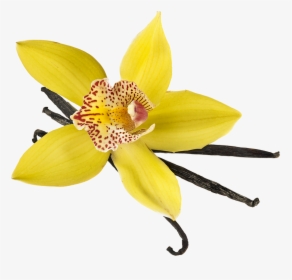 Product - Lily, HD Png Download, Transparent PNG