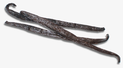 Product - Twig, HD Png Download, Transparent PNG