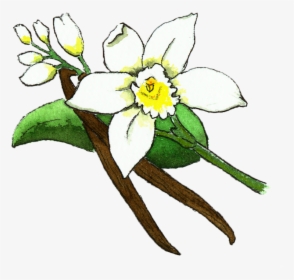Vanilla Bean Flower Illustration , Png Download - Vanilla Bean Flower, Transparent Png, Transparent PNG
