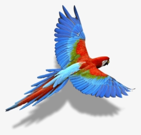Transparent Bird Wing Png - Colorful Flying Birds Png, Png Download, Transparent PNG