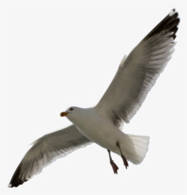 Flying Sea Gull Transparent Image Number Two, HD Png Download, Transparent PNG