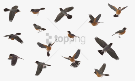 Free Png Sparrow Bird Png Image With Transparent Background, Png Download, Transparent PNG