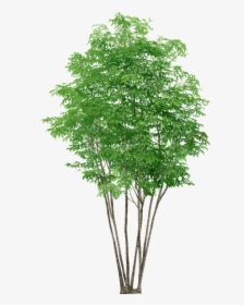 Trees, Without, Background - High Resolution Tree Transparent Background, HD Png Download, Transparent PNG