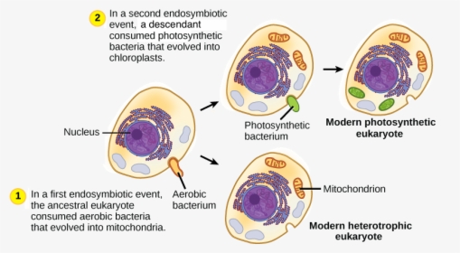 The First Endosymbiotic Event Occurred - Endosymbiotic Theory, HD Png Download, Transparent PNG