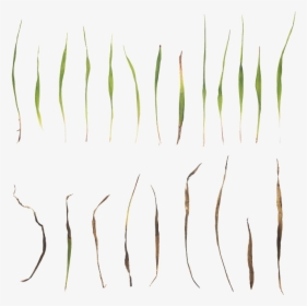 Grass Png Texture, Transparent Png, Transparent PNG