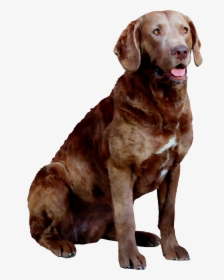 Labrador Hunting Chesapeake Breed Dog Bay Companion - Dog Yawns, HD Png Download, Transparent PNG